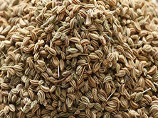 Ajwain Seed -  Manufacturer