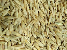 Barley (Jav) Supplier