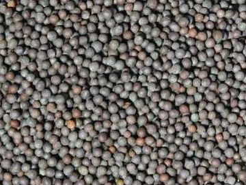Mustard Seed Black Exporter India