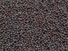 Fenugreek Seed - Methi Manufacturer