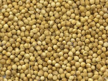 Coriander Seed Exporter India