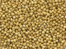 Coriander Seed -  Manufacturer