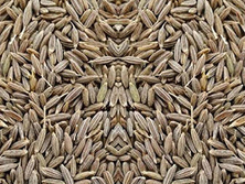 Cumin Seed - Jeera Manufacturer