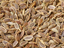 Dill Seed -  Manufacturer