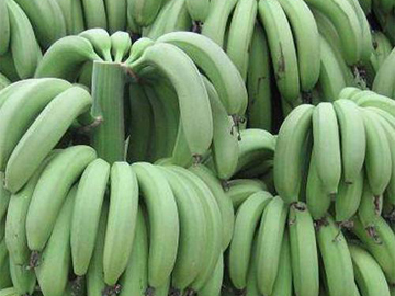 Cavendish Banana G-9 Exporter India