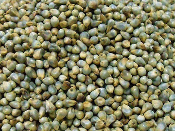 Green Millet Exporter India
