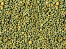 Green Millet Supplier