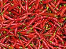 Chilli -  Manufacturer