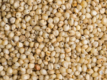 Sorghum (Juvar) Exporter India