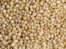 Sorghum (Juvar) Manufacturer