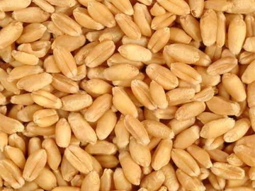 Whole Wheat Exporter India