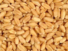 Whole Wheat Manufacturer