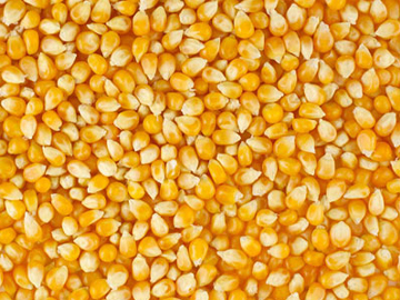 Yellow Corn (Maize) Exporter India