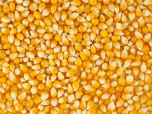 Celery Seed -  Manufacturer